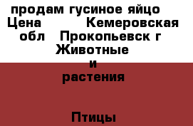 продам гусиное яйцо  › Цена ­ 100 - Кемеровская обл., Прокопьевск г. Животные и растения » Птицы   . Кемеровская обл.,Прокопьевск г.